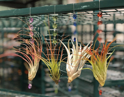 Hanging Tillandsia Charms
